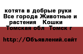 котята в добрые руки - Все города Животные и растения » Кошки   . Томская обл.,Томск г.